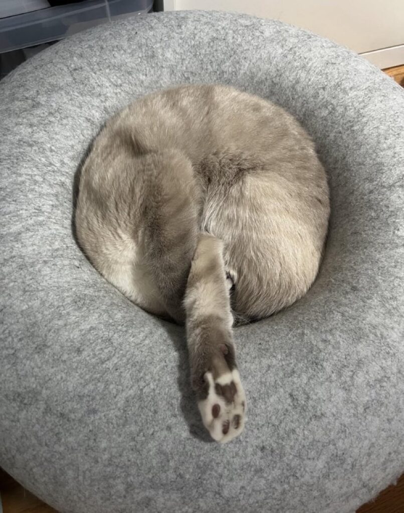 The rear end of a cat inside a gray donut-shaped tube 