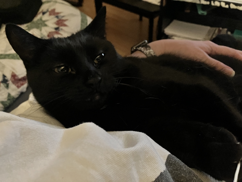 A black cat reclines on a human chest