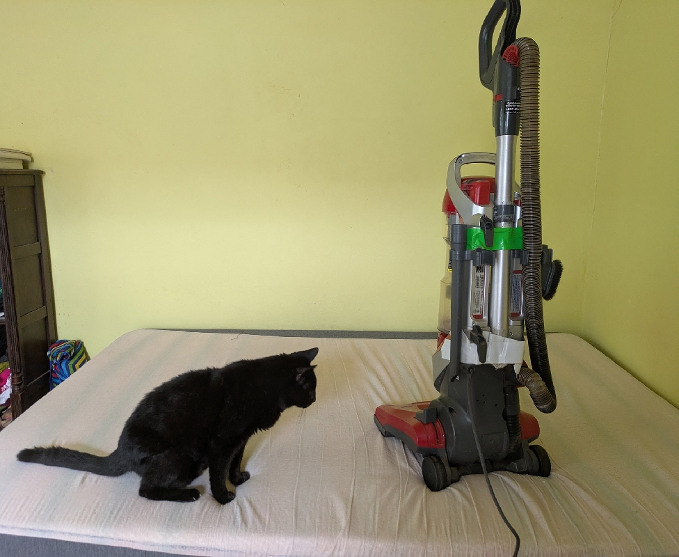 A black cat stands on a bed, looking at an upright vacuum cleaner