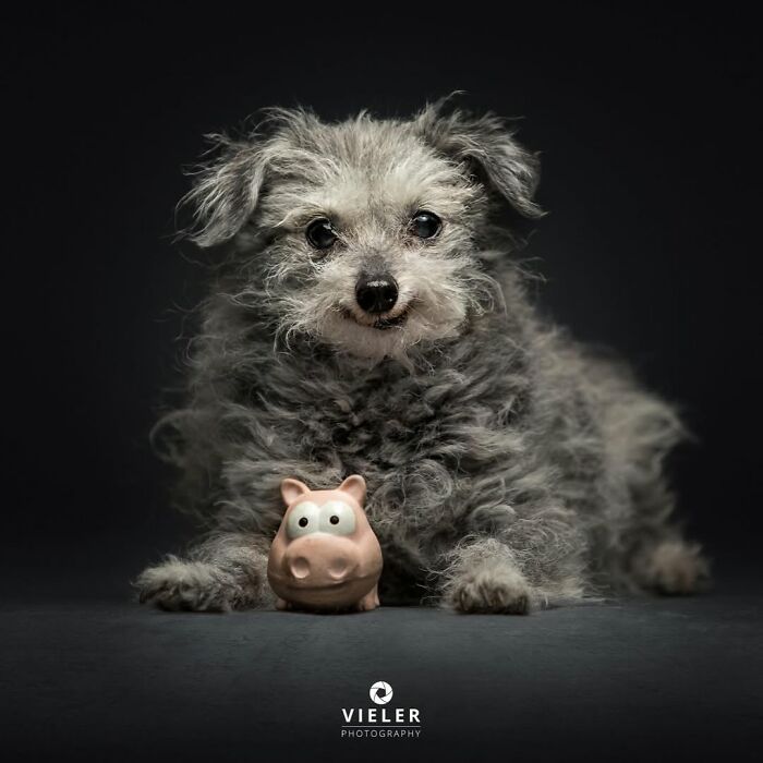 Portrait quality photo of a small senior dog posing proudly with a toy pink pig.