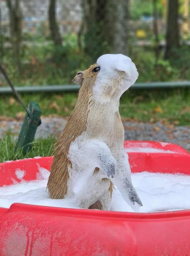 A capybara stands up in a wading pool full of sudsy water. Its front is covered in suds.