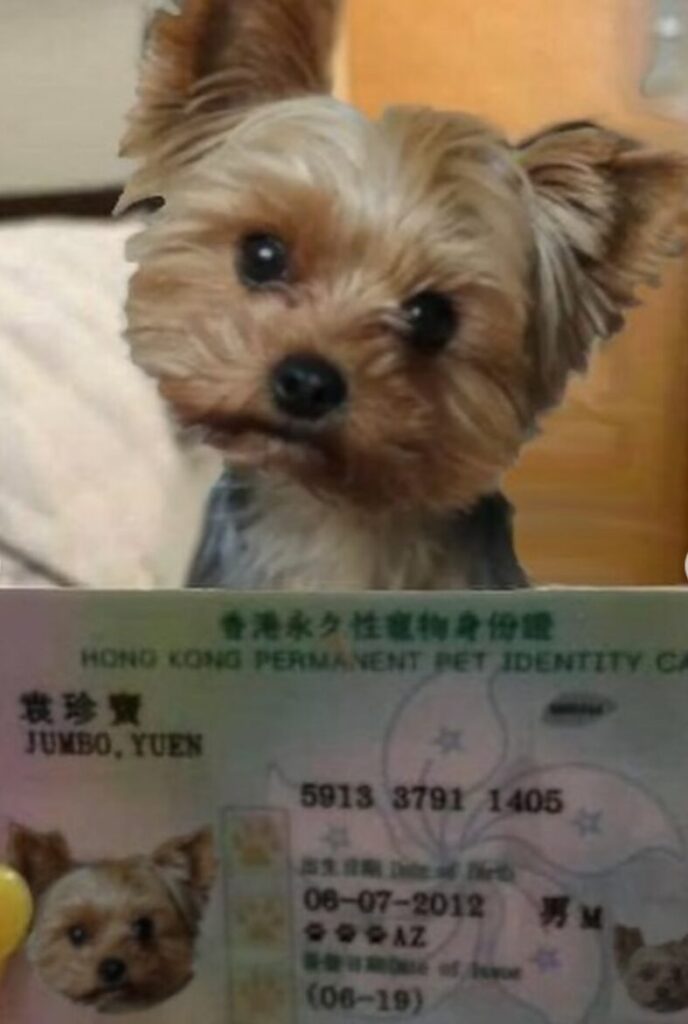 A physical looking Yorkshire terrier dog stands behind an ID card bearing its picture