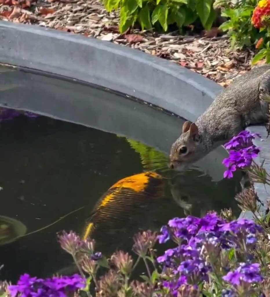 At the edge of a garden pond, a squirrel leans over into the water to look at a koi fish.