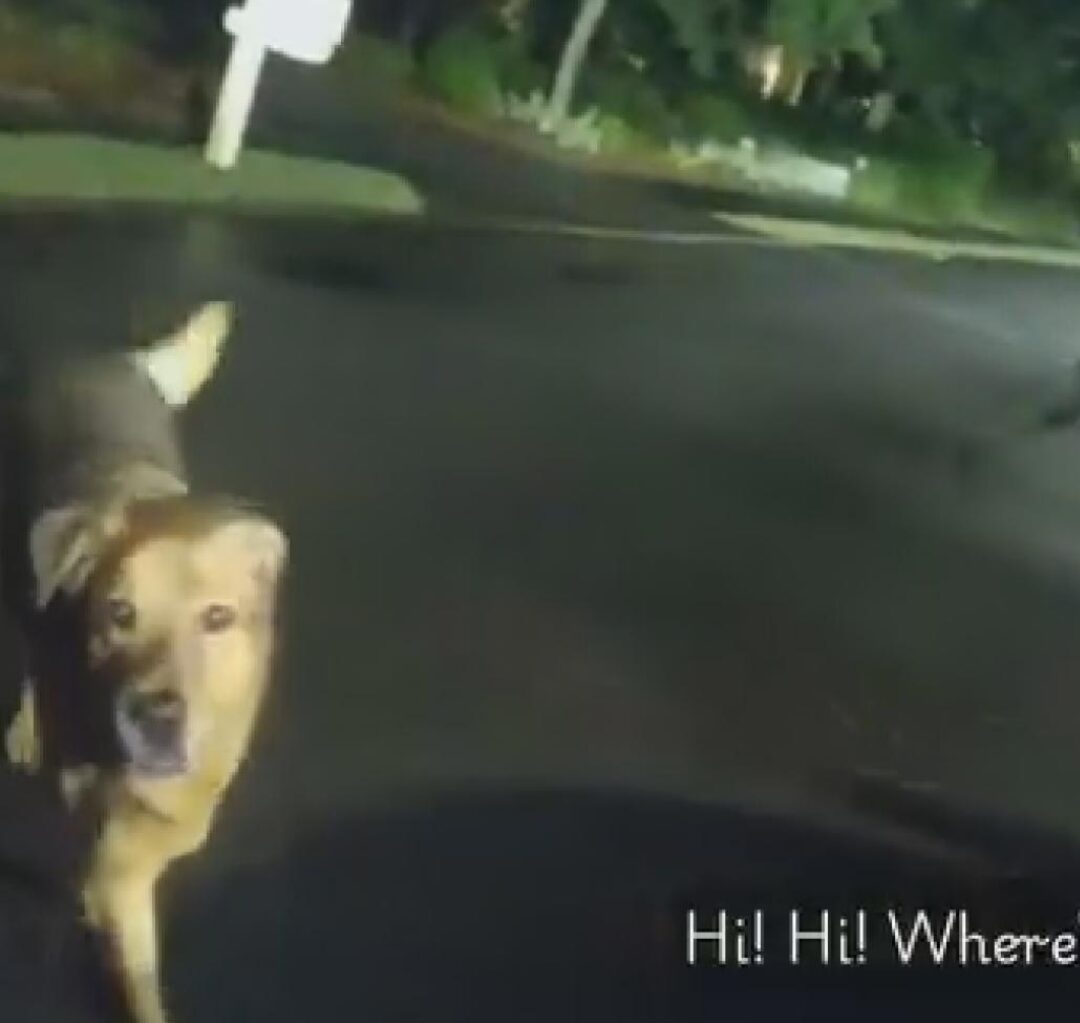 Image from police body camera showing a dog approaching