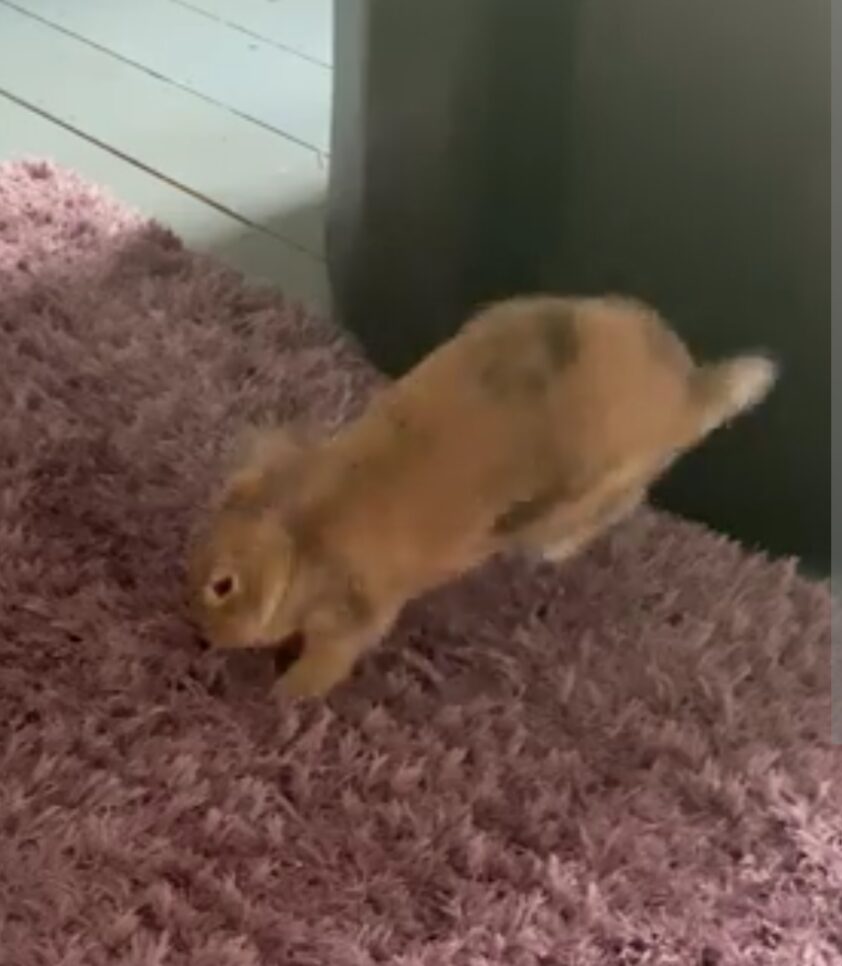 A brown rabbit leaps into the air.