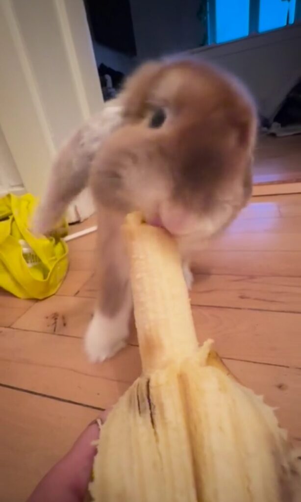 Rabbit eating a banana 