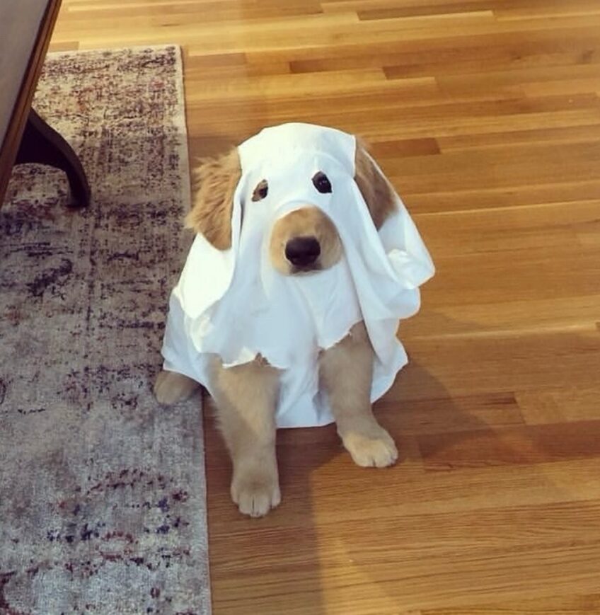 A dog wears a white sheet with holes cut for the eyes