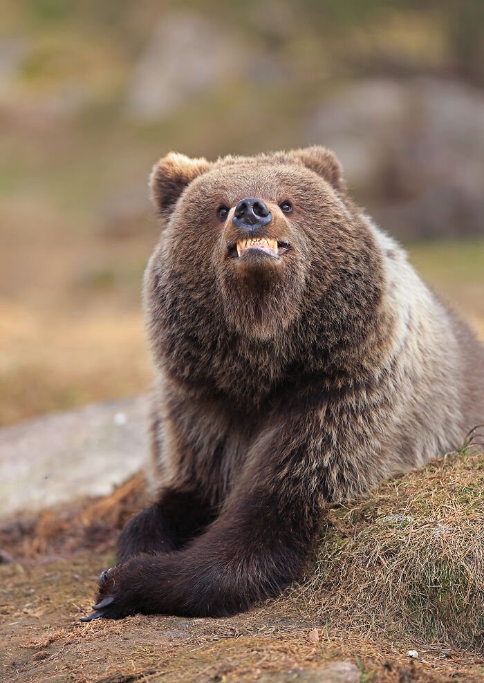 A bear shows its teeth as if smiling