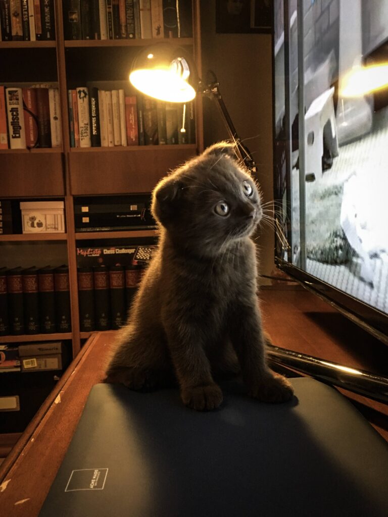 A cat with dark gray fur and folded ears sits on a desk in an office or library space, very close to a flat TV screen which he is watching intently.