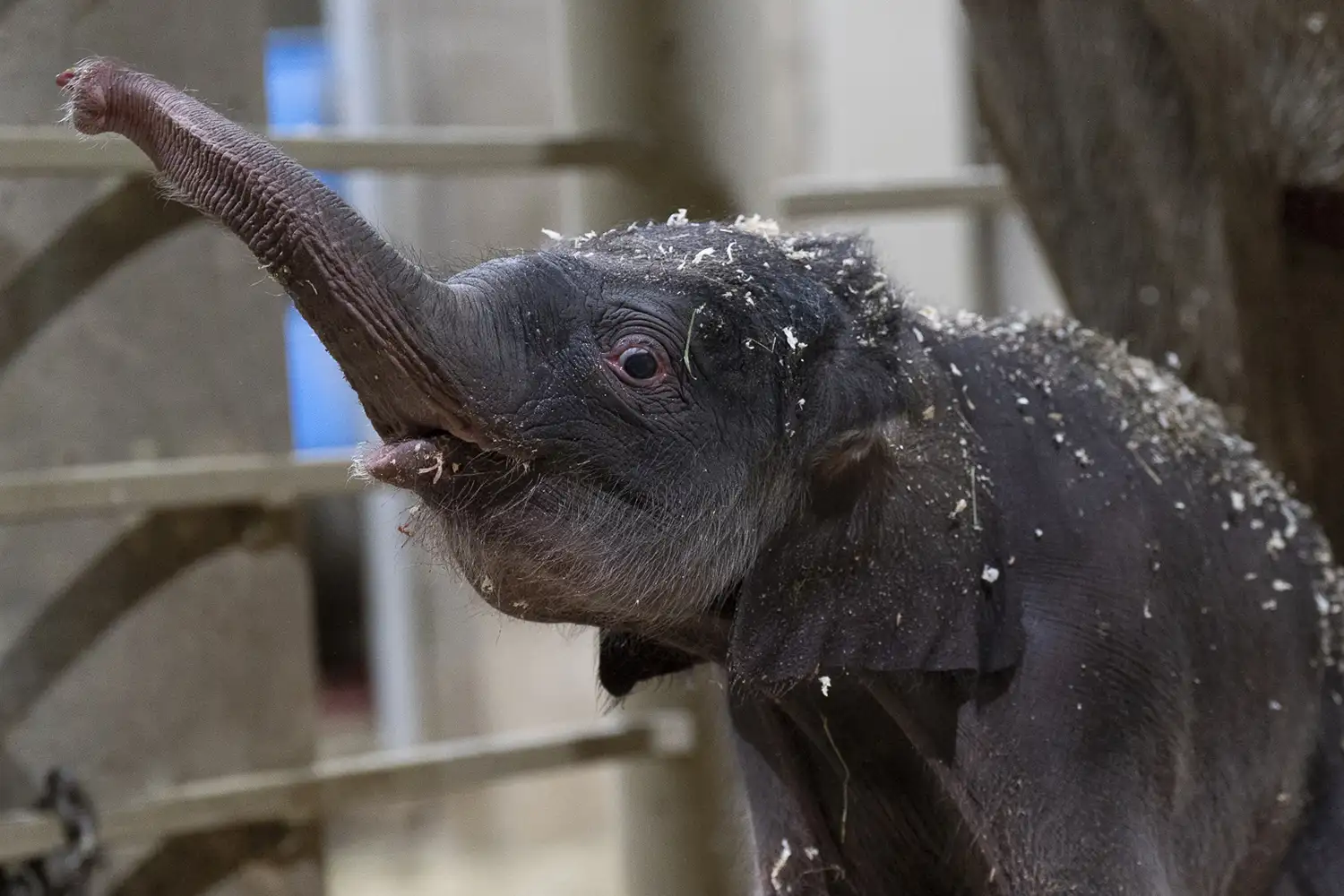 A baby elephant holds her trunk high