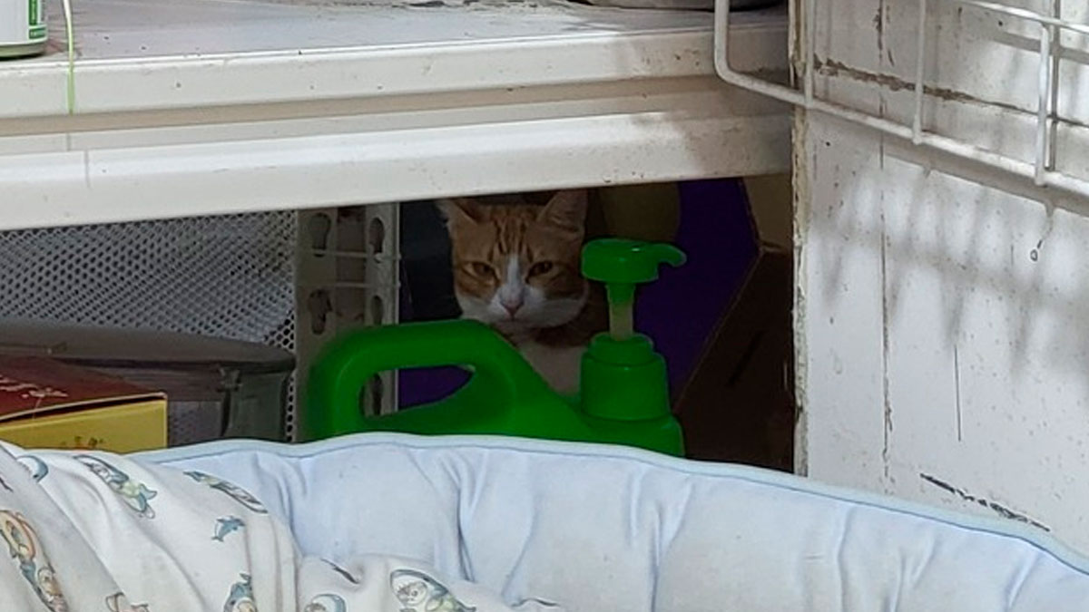 A cat hides underneath a kitchen sink