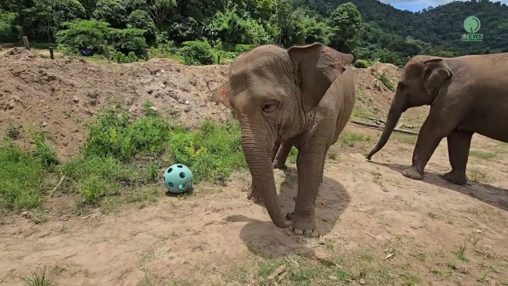A young elephant looks at a blue ball with holes lying on the ground