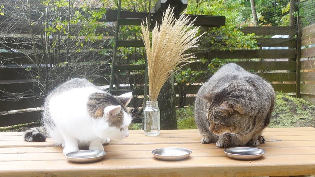 Two cats sit on an outdoor picnic table eating from metal plates. They are both looking at a third plate between them. Behind the plate is a glass vase containing tall pampas grass.