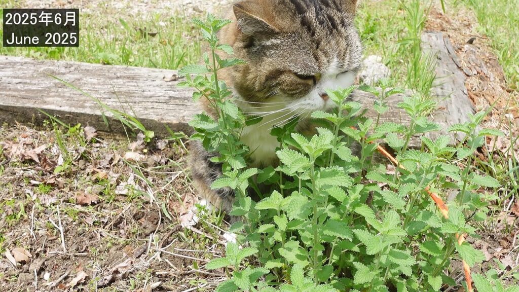 Maru the cat in his garden. A title reads June 2025.
