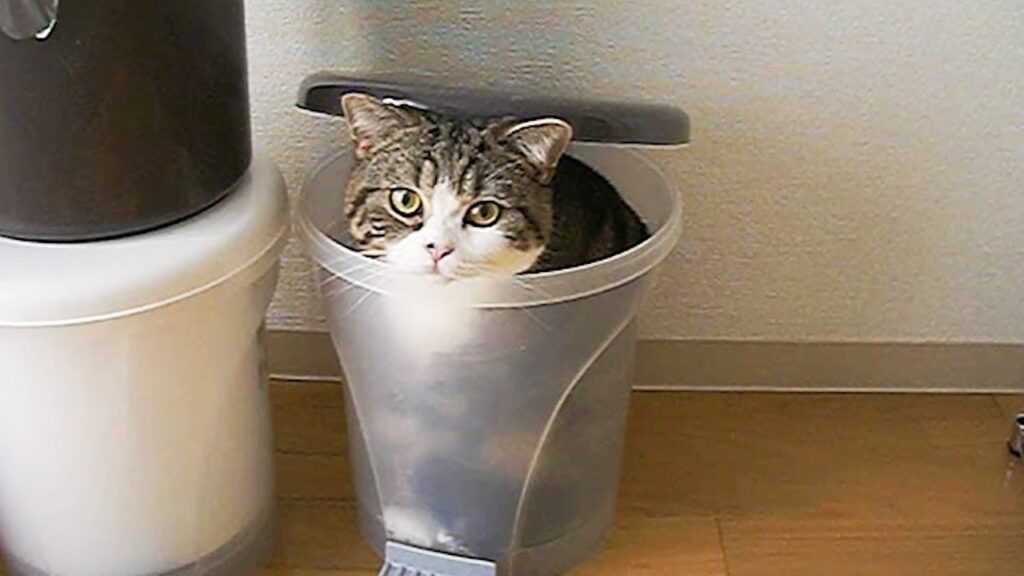 Maru the cat peeks out from under the lid of a small trash can.