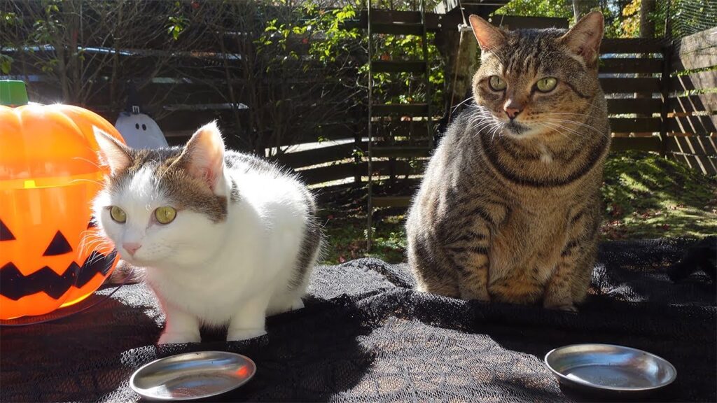 Two cats sit on an outdoor picnic table. To the left we see part of a plastic jack-o-lantern.