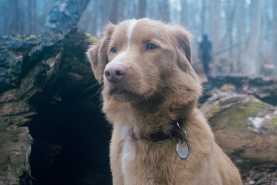 Dog with tan fur stands in a forest setting