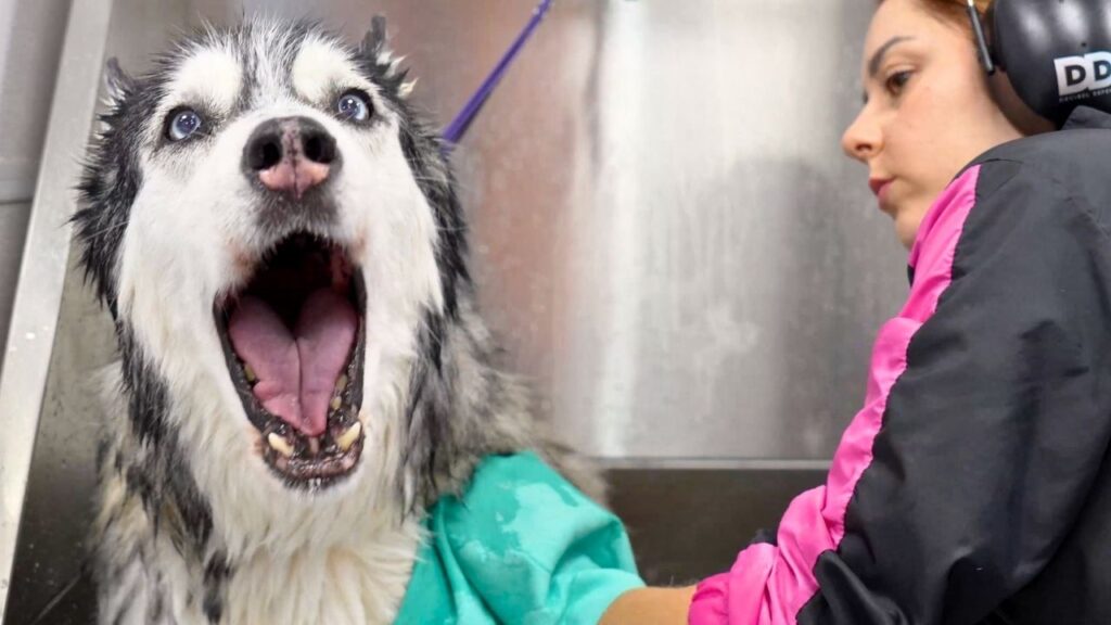 A woman grooms a husky dog in a stand-up bathtub. The dog's mouth is wide open in alarm.