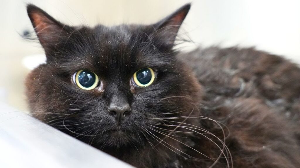 The face of a black cat with fluffy fur and wide dark eyes 