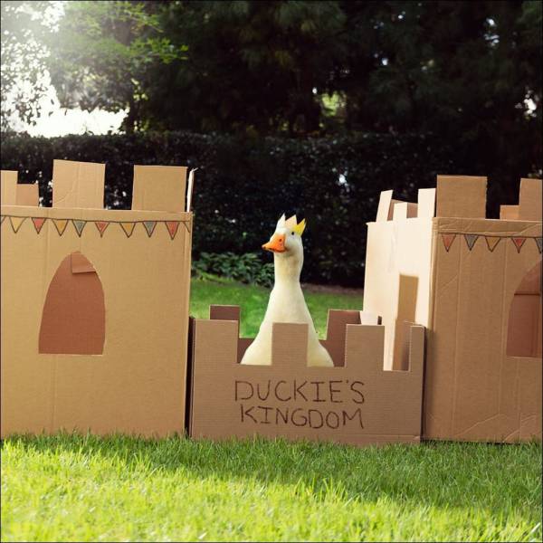 A duck wearing a paper crown stands inside a castle made of cardboard, with the words "Duckie's Kingdom" written in the front