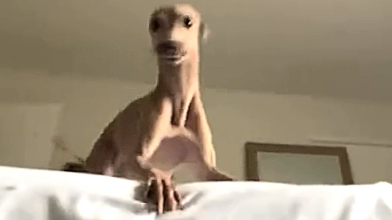Thin, bug-eyed dog perches on the edge of a bed