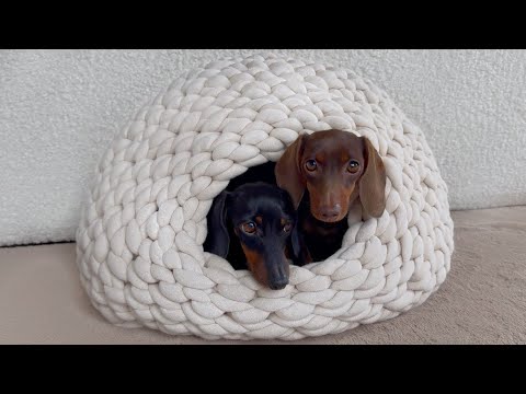 Two dachshund dogs hide within a white cloth pet bed