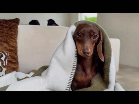 A dachshund dog with chocolate brown fur sits under a blanket