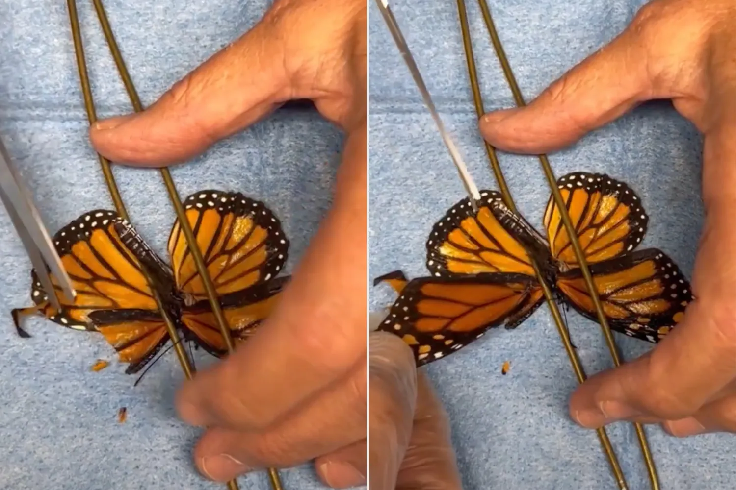 Two photos taken from overhead showing the process of attaching a new wing to a monarch butterfly.
