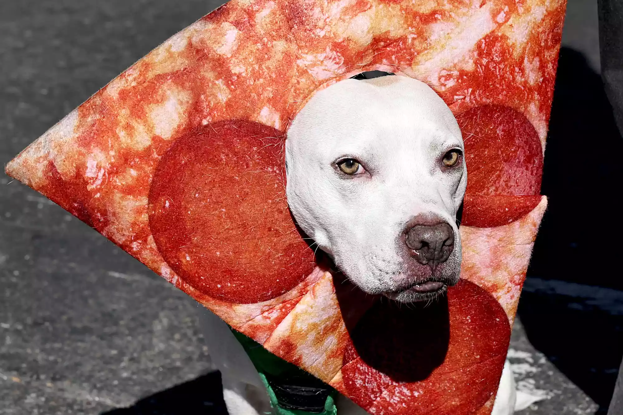 A dog pokes its head through a hole in a prop pizza slice