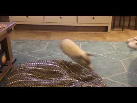 Blurry image of a white lop-eared rabbit running past