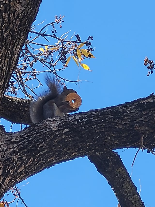 A squirrel purchase on a tree branch eating a donut.
