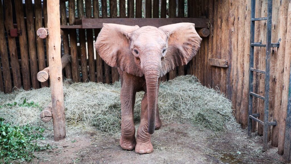 A young elephant stands in a wooden stall with green hay on the floor