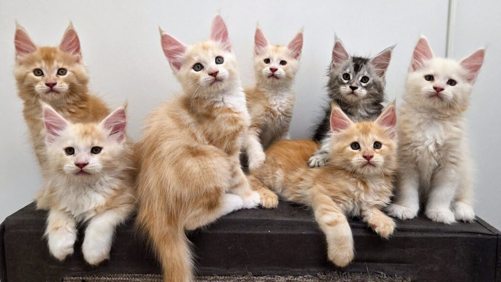 Seven Maine Coon kittens