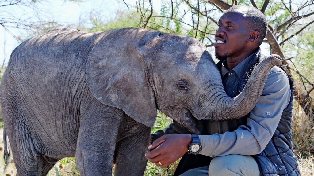 A baby elephant stands next to a man who is sitting down and cuddling with her.