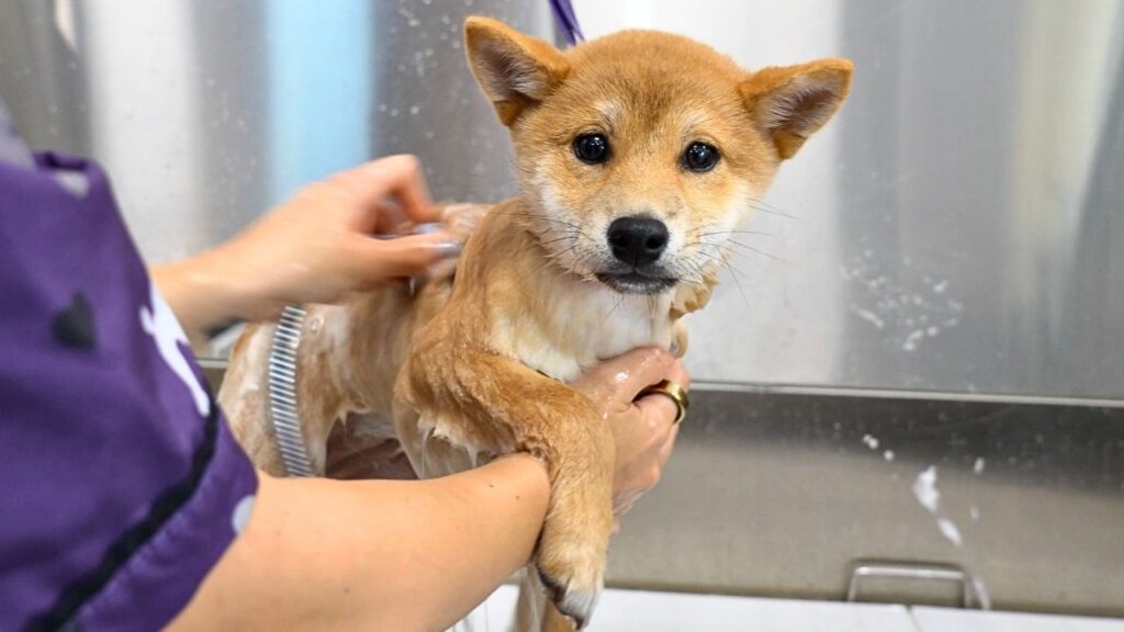 A Shiba Inu puppy getting a bath