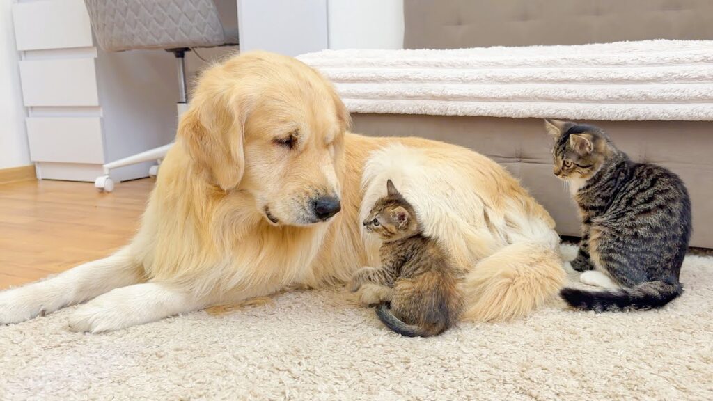 A golden retriever dog lies down on the floor and looks at two kittens standing near him.