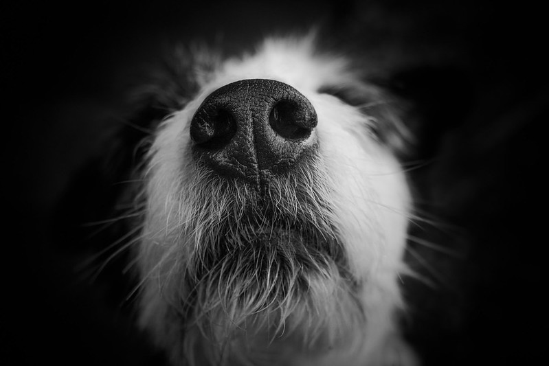 Close up of a dog's nose.