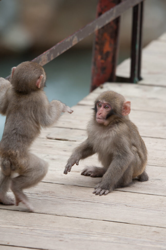 Two juvenile monkeys sit on a wooden platform facing each other. One monkey is sitting down looking at the other, who is standing and waving its arms.