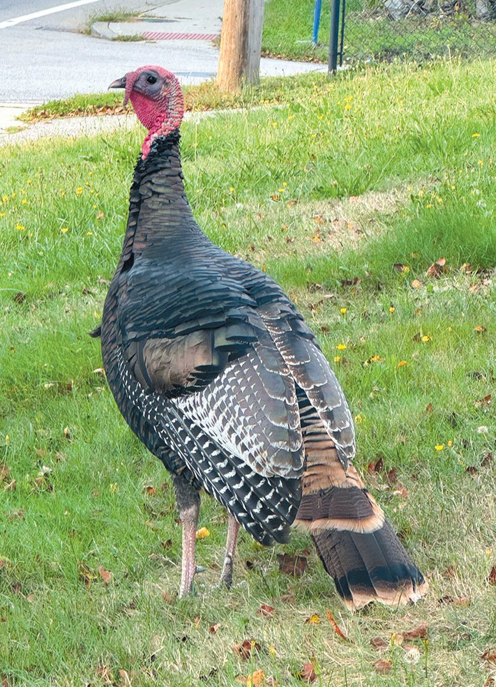 A wild turkey
