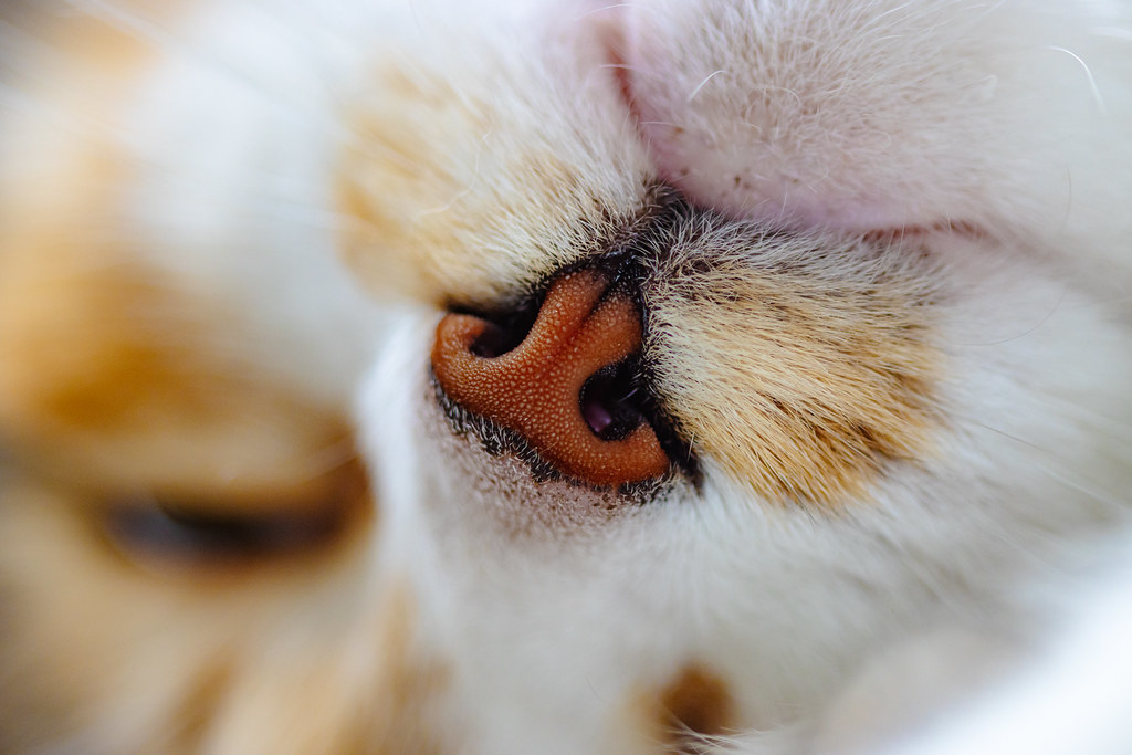 Close up photo of a cat's nose