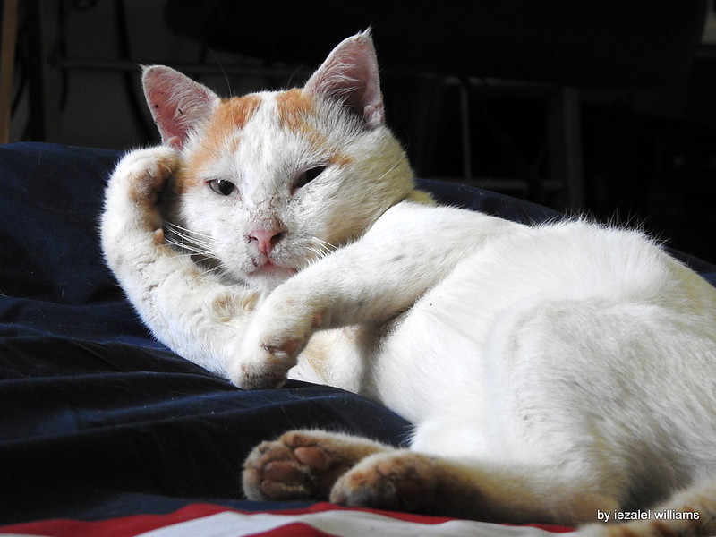A white cat reclines on its side with one paw touching its forehead