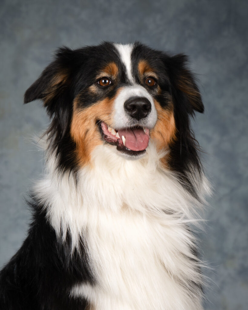 Portrait of a border collie, in the style of a high school yearbook photograph.
