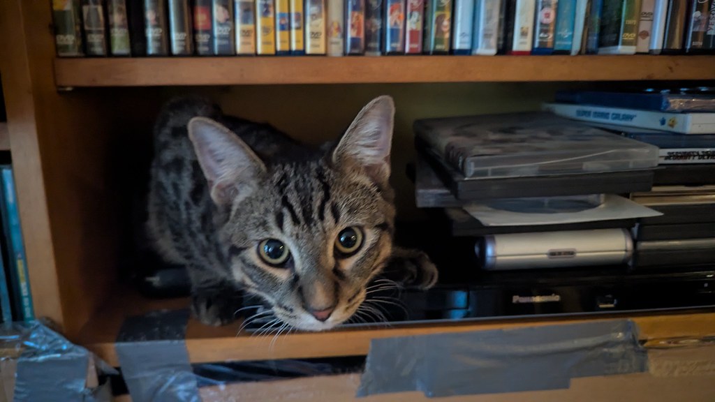 A tabby cat hides crouches on the bottom shelf of a home entertainment system with a shelf of DVDs above.
