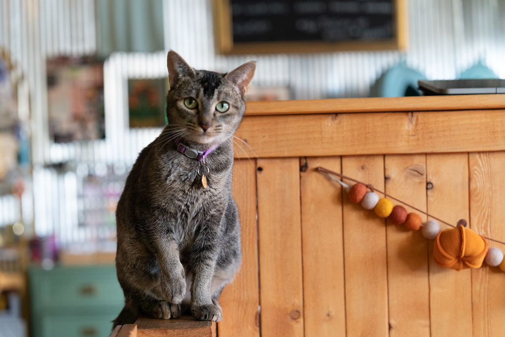 Cat sits on a surface near a decorative garland of fall colors and a miniature pumpkin