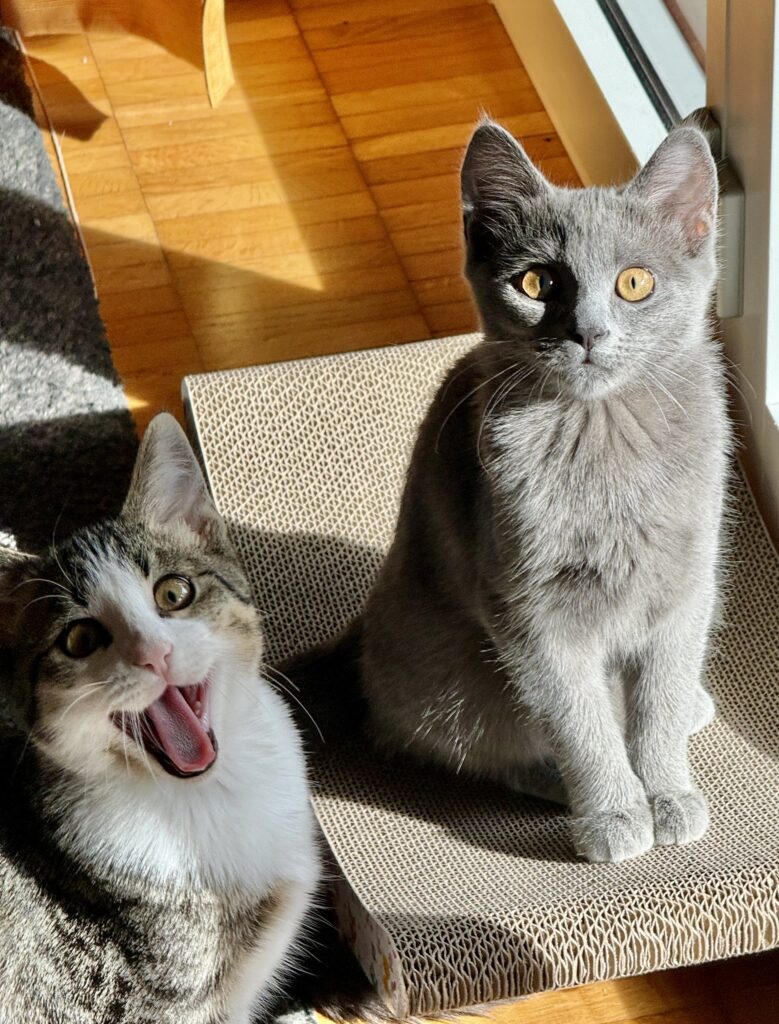 Two kittens sit on the floor and look up at you. One of them opens its mouth as if speaking.