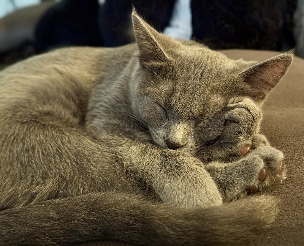 A cat with grey fur curls up sleeping with its head resting against one paw