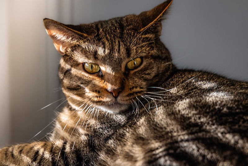 A cat reclines next to a window. Sunlight through the window blinds cast a pattern of stripes across the cat's body.