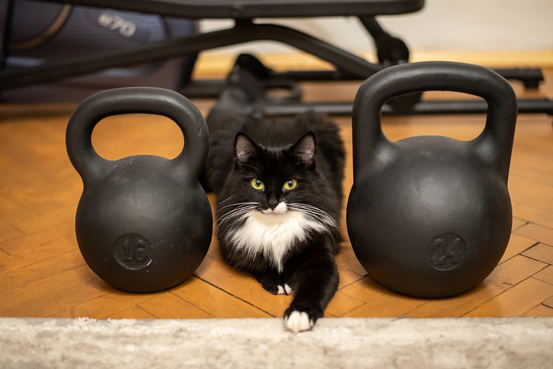 In a home gymnasium, a black and white cat sits in between two weights.