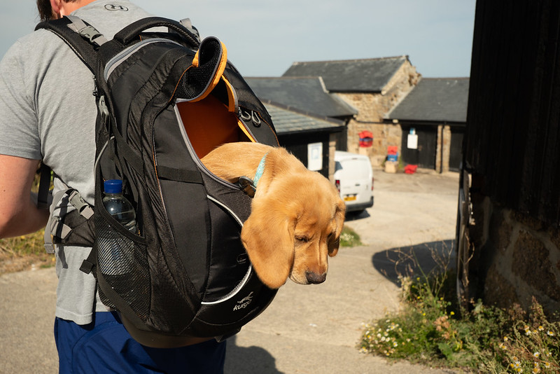 A man carries a dog in his backpack. The dig looks down at the ground