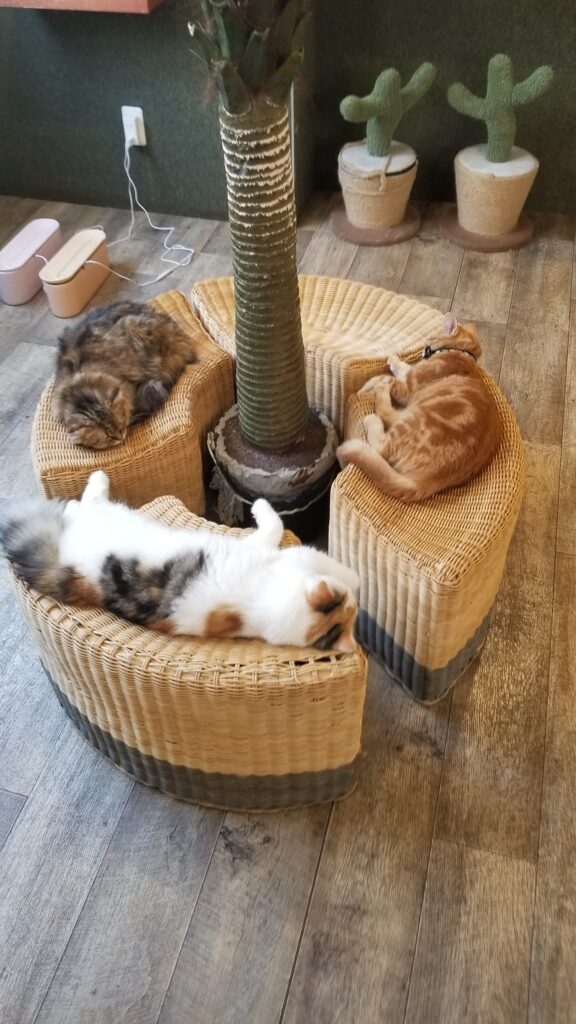 Three cats lie on separate sections of a round bench. One of the sections is further away from the other three. 
